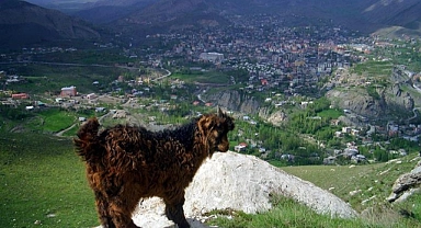 Hakkari'de En Çok Ne Yetişir? İşte Bereketli Hakkari Toprakları