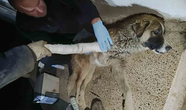 Hakkari'de aracın çarptığı köpek yaralandı