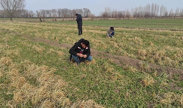 Iğdır'da yonca hortumlu böceği ile mücadele çalışmaları