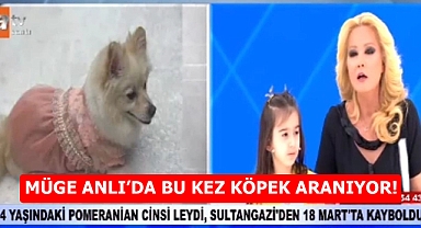 Müge Anlı'da Acil Arama: Kayıp Köpek Leydi Aranıyor!