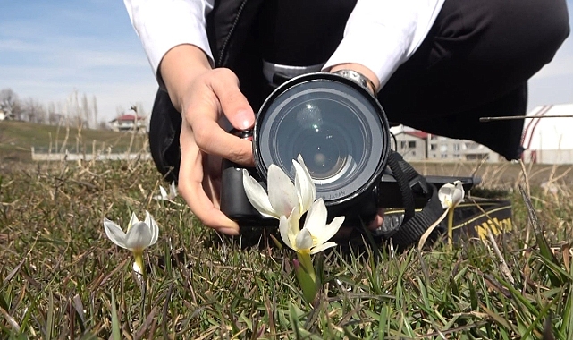 Muş’ta fotoğrafçılar kardelenlerin güzelliğini objektiflerine taşıdı