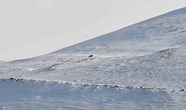 Nemrut'un ayıları bu yıl erken uyandı