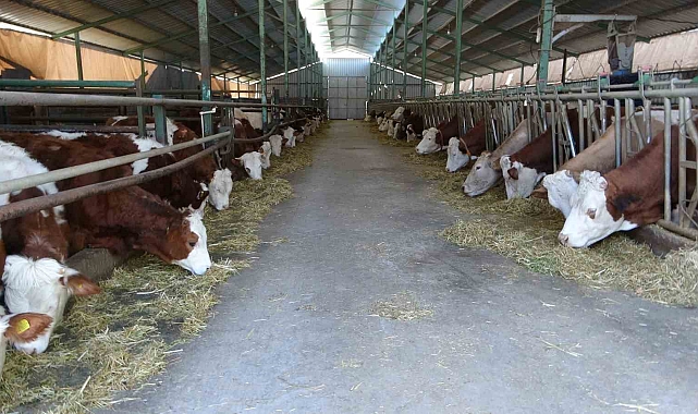Öğretmenlik hayalini bıraktı çiftlik kurdu