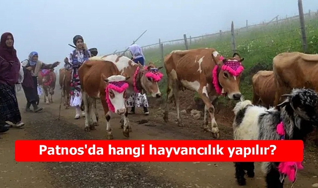 Patnos'da hangi hayvancılık yapılır? Doğanın sunduğu zenginlik