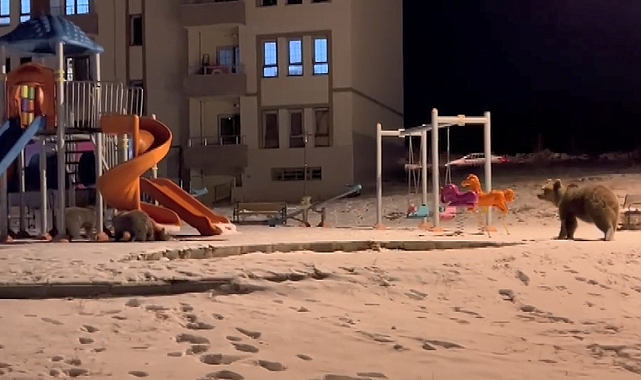 Sarıkamış'ta ayılar parkta görüntülendi