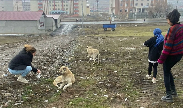 Tutak’ta öğrenciler sokak hayvanlarını unutmadı