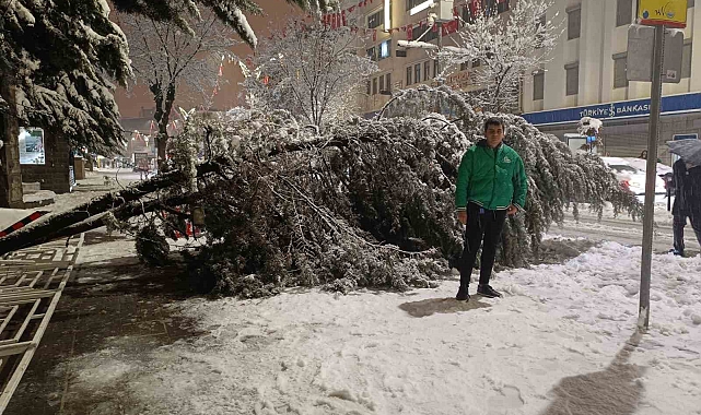 Van'da aşırı yağışlar ağaçları kökünden söktü