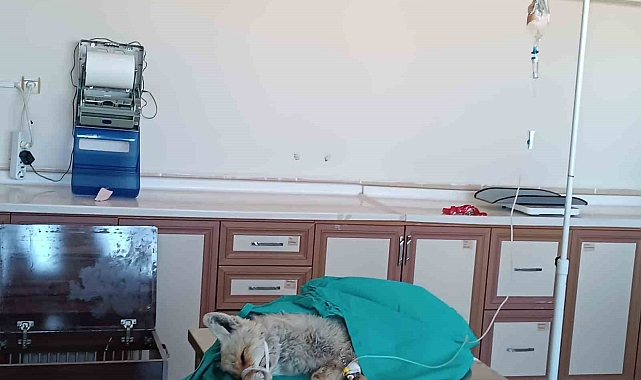 Van'da yaralı olarak bulunan tilki tedavi altına alındı