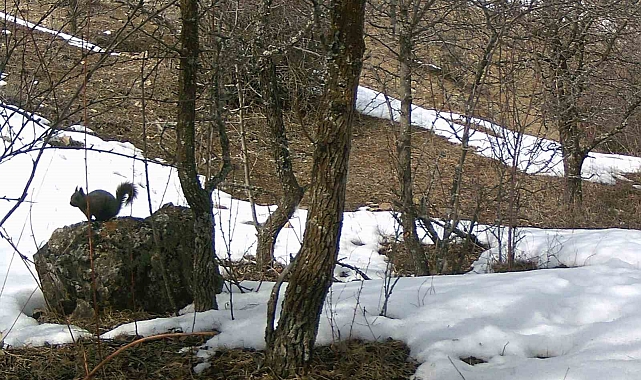 Yabani Hayvanlar foto kapana takıldı