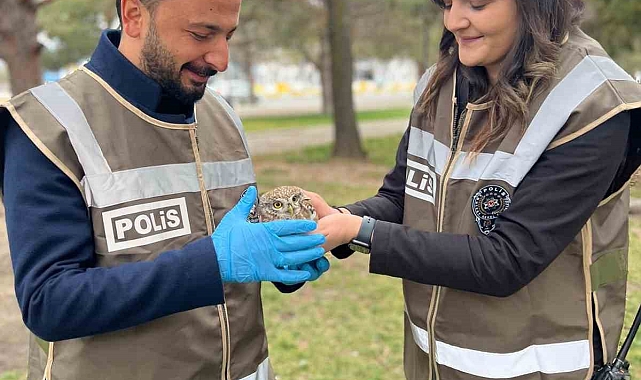 Yaralı halde bulunan yaralı baykuş yavrusu tedavi altına alındı