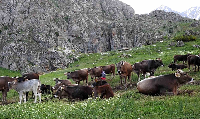 40 bin TL maaşla çoban bulamayınca bu çareyi buldu