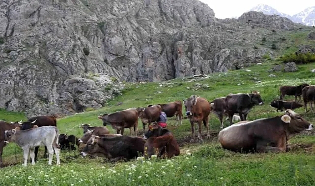 40 bin TL maaşla çoban bulamayınca çözümü nöbetleşmekte buldular