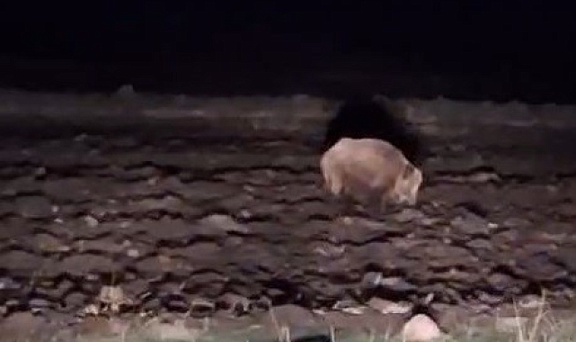 Aç kalan domuz yerleşim yerine indi