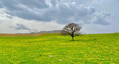Ağrı'da doğa yeniden canlandı (Videolu haber)