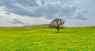 Ağrı'da doğa yeniden canlandı (Videolu haber)