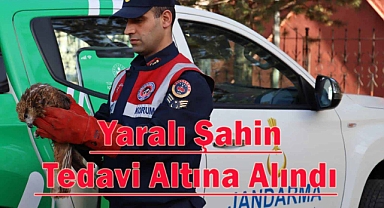 Ağrı'da yaralı bulunan şahin tedavi altına alındı