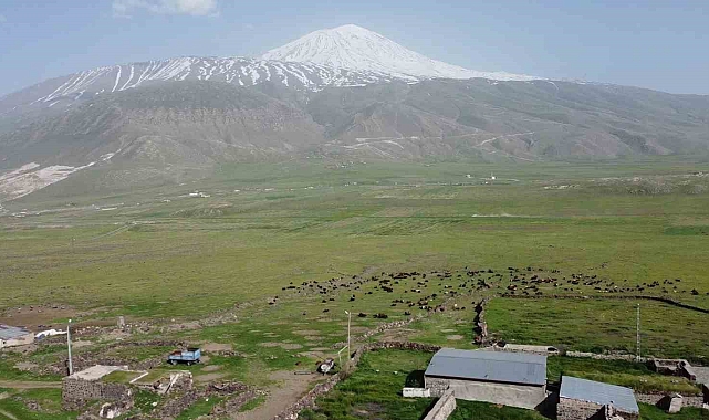 Ağrı Dağı eteklerinde beslenen küçükbaş hayvan sürüleri havadan görüntülendi