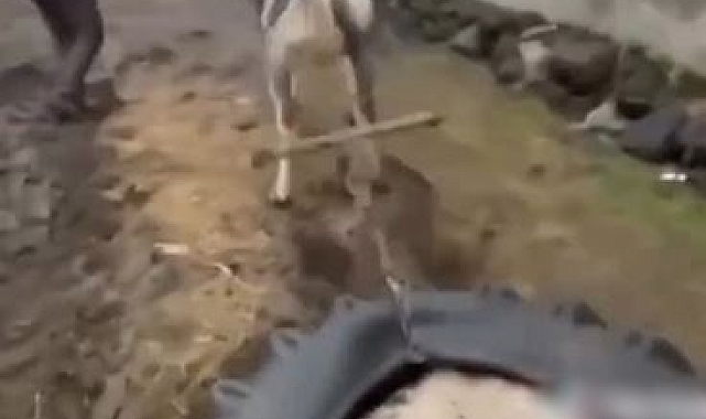 Ardahan'da ata eziyet eden kişilere ceza kesildi