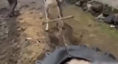 Ardahan'da ata eziyet eden kişilere ceza kesildi