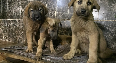 Aziziye Belediyesi; "Sevimli dostlarımızla dost bir kurumuz"