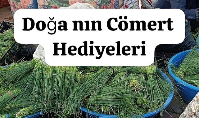 Bahar Bereketinin Şifalı Göstergesi: Kengere (Kereng),Sirmo (Sirm) ,Çiriş (Gulık) ve Işgın (Rıbes)