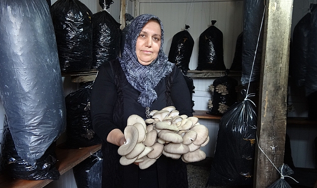 'Bebek gibi bakımlarını yapıyorum' diyen kadın 5 metrekare alanda mantar üretiyor