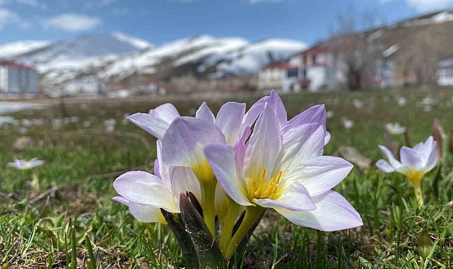 Bingöl'de kardelenler çiçek açtı