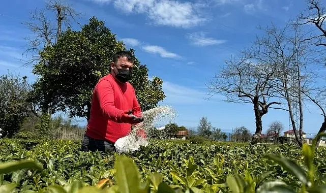 Binlerce üreticinin beklediği haber: Çay Fiyatı ne kadar olacak?
