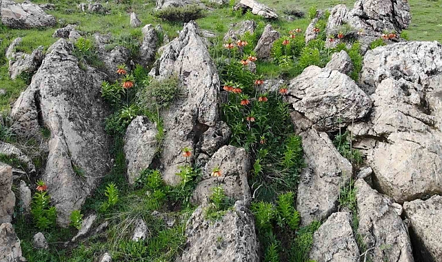 Bitlis'in huzur veren tepesinde ters lale güzelliği