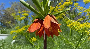Bitlis'te 'Hüzün Çiçeği'ni koparanlara 244 bin 315 TL ceza