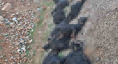 Bitlis'te yıldırım düşmesi sonucu 17 koyun telef oldu