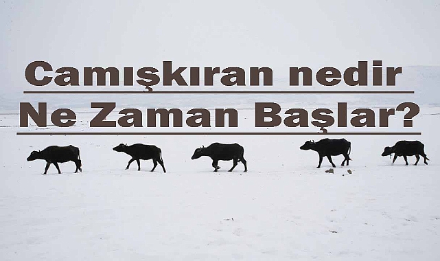 Camışkıran nedir, Ne Zaman Başlar?