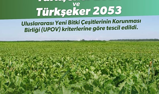 Çiftçilere Müjde: Yerli şeker pancarı tohumu tescil aldı