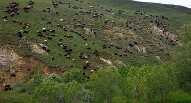 DAP Bölge Kalkınma İdaresinin hedefinde tarım ve hayvancılık öncelikli