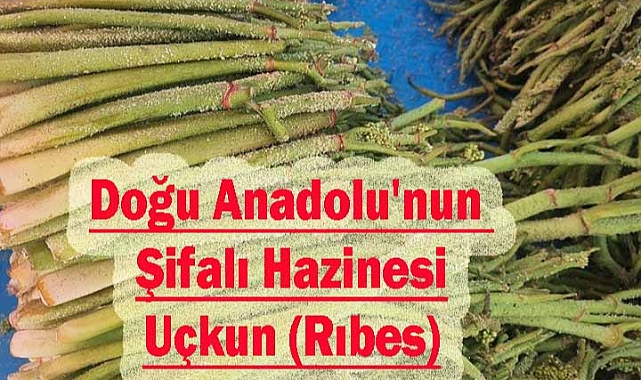 Doğu Anadolu'nun Şifalı Hazinesi: Uçkun (Rıbes)