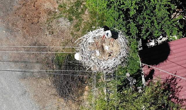 Elektrik direğinin tepesindeki yuva, leylek ailesine 21 yıldır ev sahipliği yapıyor