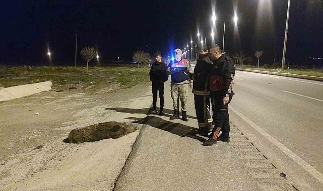 Erciş'te Otomobilin Çarptığı Domuz Telef Oldu