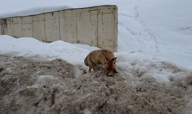 Erzincan'da aç kalan tilkiyi poğaça ile besledi