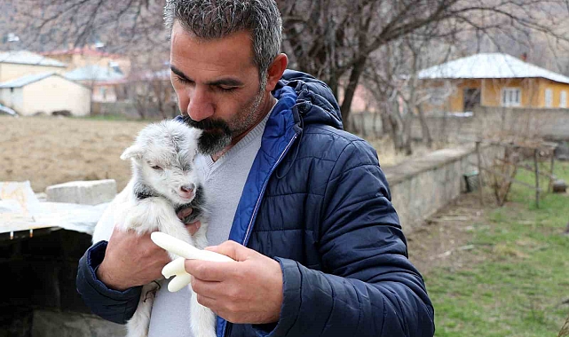 Erzincan'da annesini ayı yiyen ve ölmekten gazeteci tarafından kurtarılan keçi yavrusu büyüdü