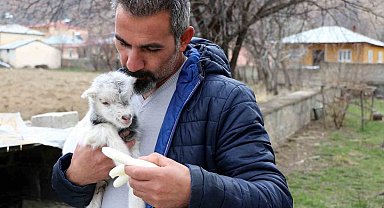 Erzincan'da annesini ayı yiyen ve ölmekten gazeteci tarafından kurtarılan keçi yavrusu büyüdü