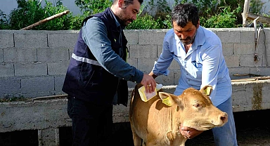 Erzincan'da büyükbaş hayvanlar kenelere karşı ilaçlanıyor