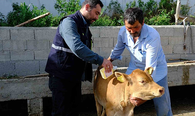 Erzincan'da büyükbaş hayvanlar kenelere karşı ilaçlanıyor