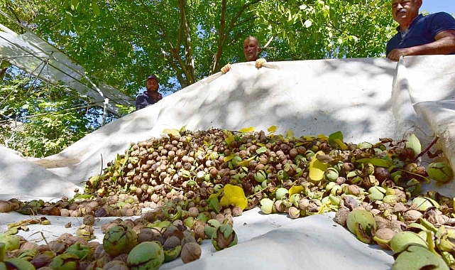 Erzincan'da ceviz üreticilerine bilgilendirme