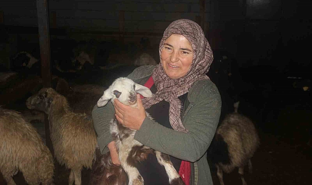 Erzincan'da devlet desteğiyle koyun varlığı artıyor