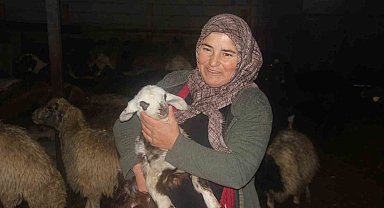 Erzincan'da devlet desteğiyle koyun varlığı artıyor