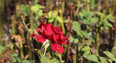 Erzincan'da gül üretimi