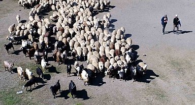 Erzincan'da sürüler meralarla buluştu