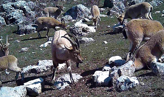 Erzincan'da yaban keçisi sürüsü fotokapanla görüntülendi