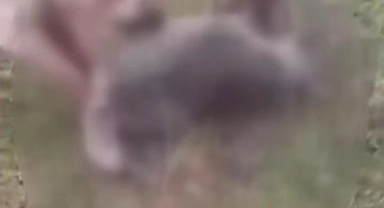 Erzincan'ın Kemah ilçesinde kurdu iki köpeğe boğduran kişi gözaltına alındı