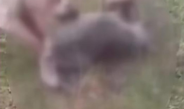 Erzincan'ın Kemah ilçesinde kurdu iki köpeğe boğduran kişi gözaltına alındı